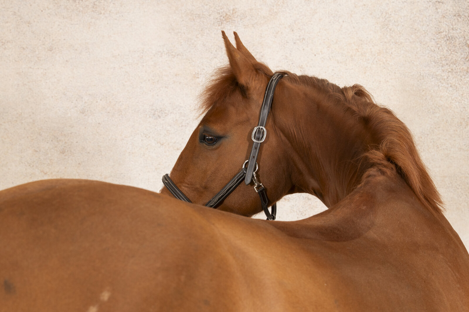 Séance studio fond sable