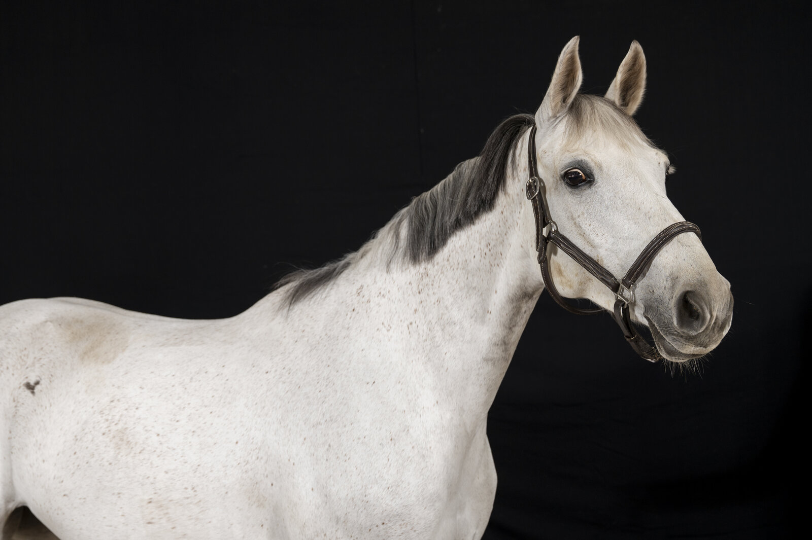 Séance studio fond noir