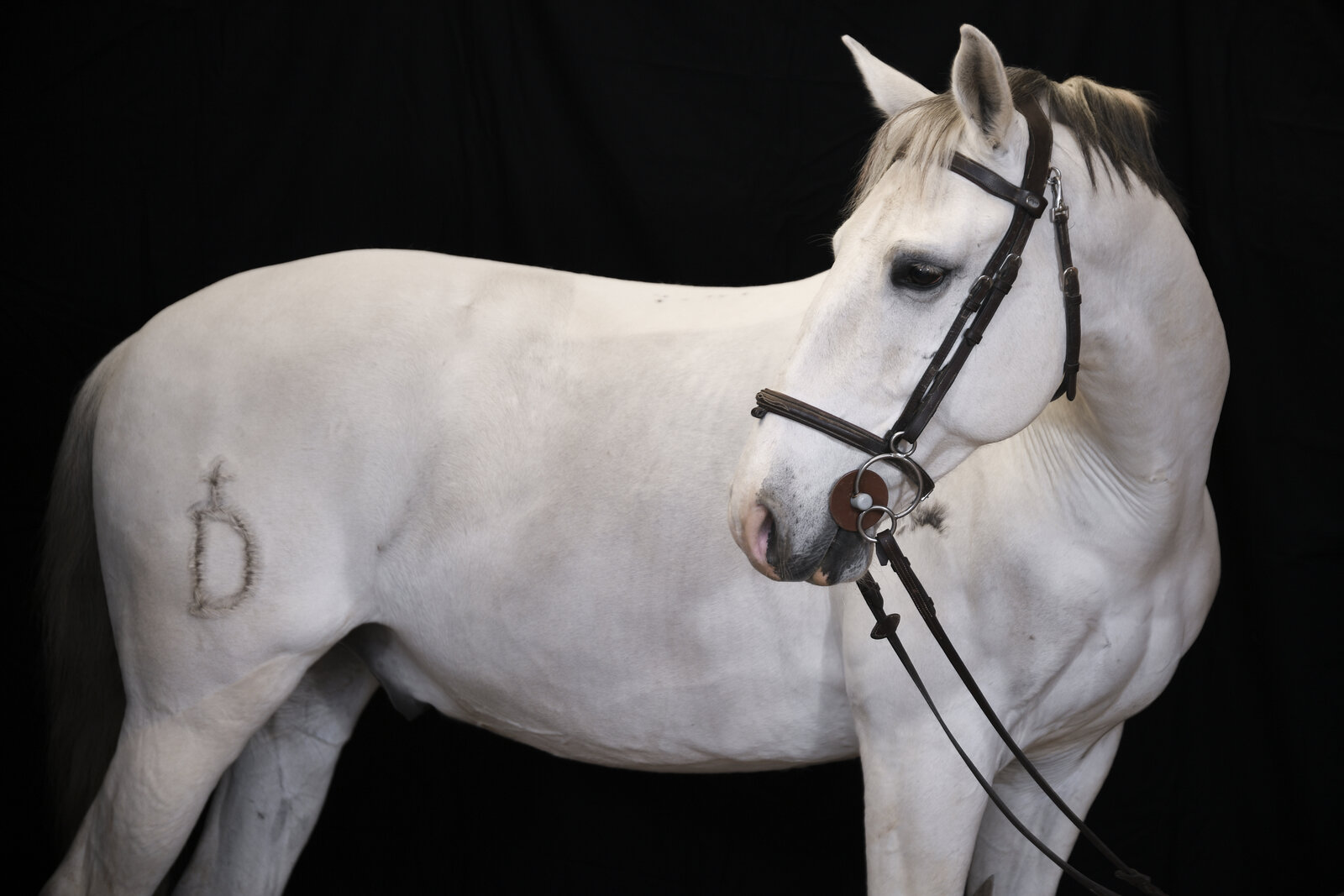 Séance studio fond noir